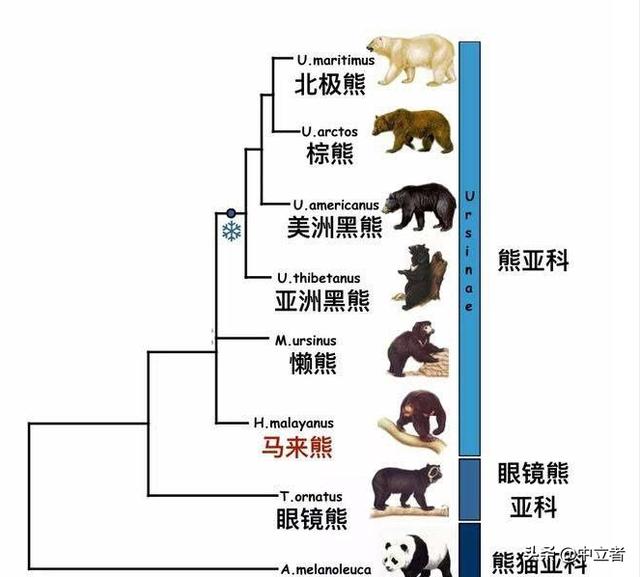 中国为什么会选择熊猫作为国宝呢？