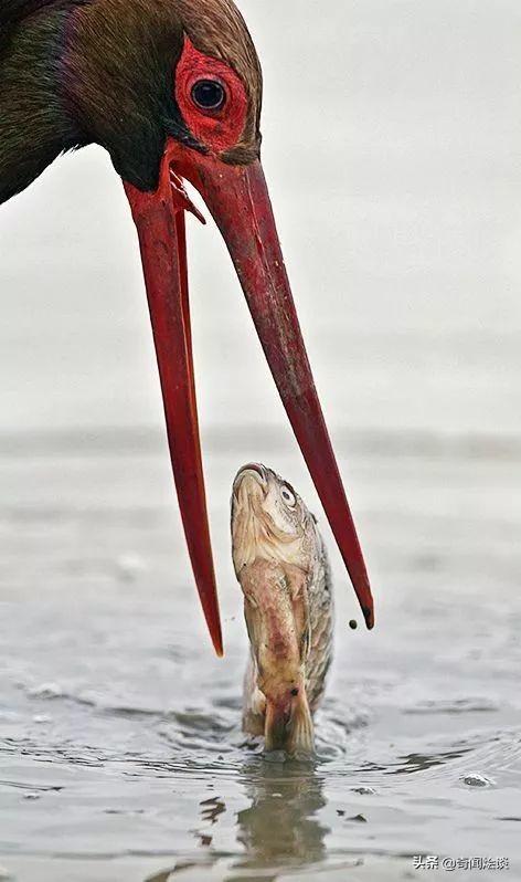 这就是神奇的大自然！这么奇妙的动物我第一次