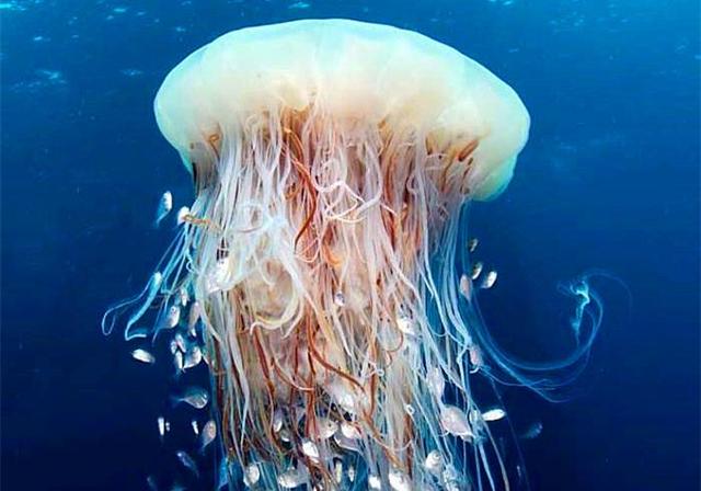 水母是海蜇的一种？一般人分辨不清，它们并不是同一种生物