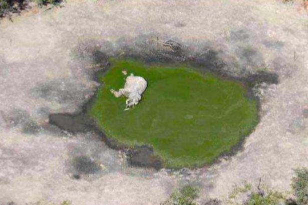 [大象]非洲350头大象接连离奇死亡 目前尚不知其死亡原因