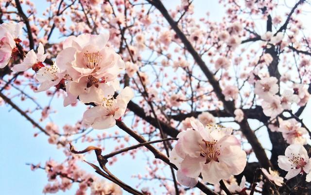 4种树适合养在院子里，清新雅致，寓意吉祥，越养越顺利