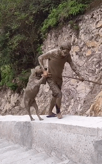 主人|盗窃欲拍晕主人结果把人打醒 迷惑！