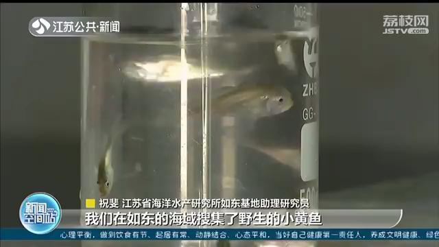 江苏野生小黄鱼人工繁育取得突破 预计明年春节可供应餐桌