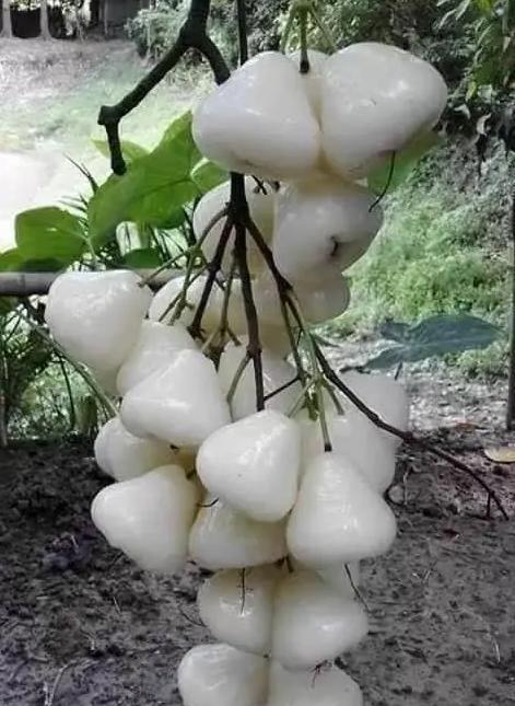听说这是“杂交”水果火了！比蜂蜜还甜，卖高