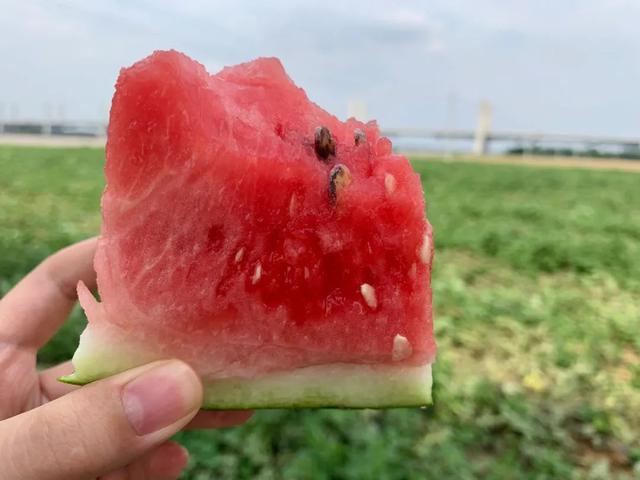菏泽东明黄河滩200亩西瓜滞销！种植户急盼爱心