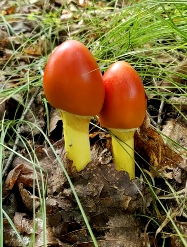 颜色鲜艳的蘑菇就是有毒的吗？带你看看这个蘑菇