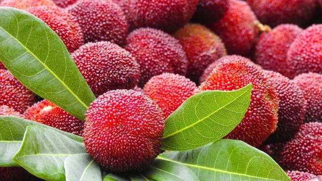 夏日“梅”好时光