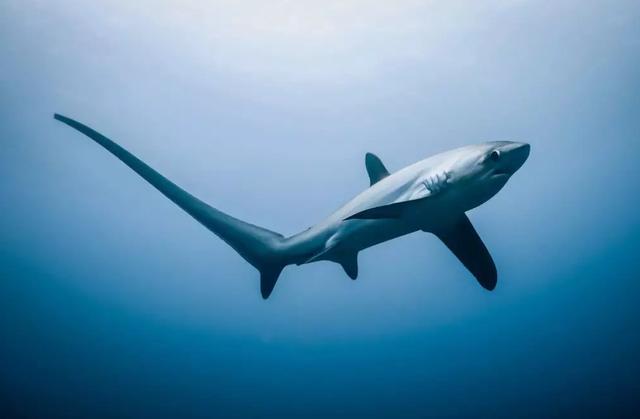 物种百科：长尾鲨