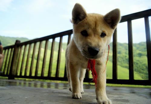 为什么农村土狗在死前要离开家，找个地方偷偷死去？