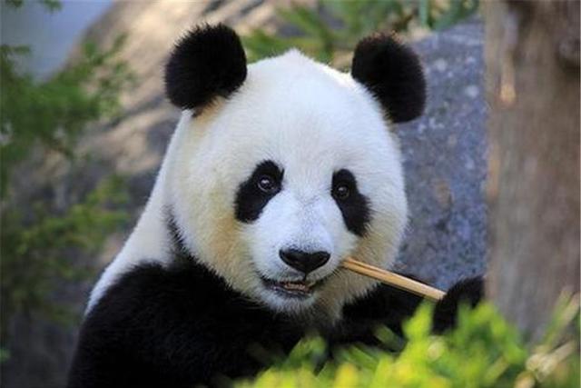 中国不借大熊猫，印度赌气造印度大熊猫，造型奇特惹人发笑