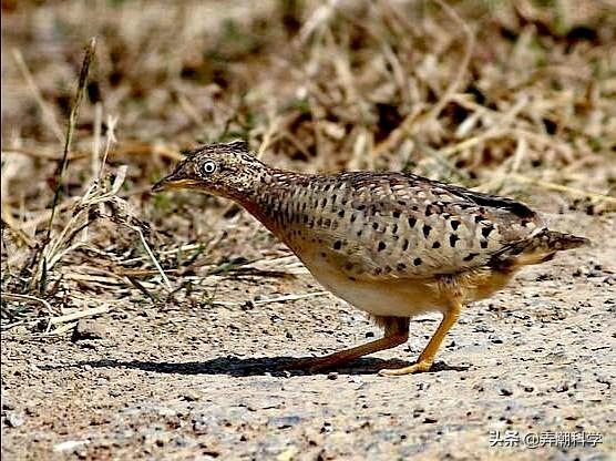 山里■贵州回应山里有龙吟 声音没那么大专家说可能是鸟