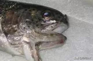 盘点世界七大畸形生物！双头猫、蜥蜴人、双嘴