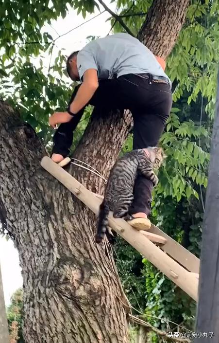 紧抱|猫咪被救时紧抱救援人小腿 哈哈哈小猫也太惜命了