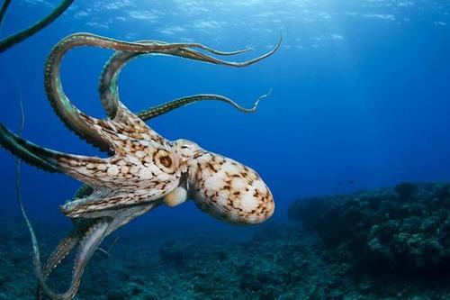地球海洋深处是否存超大型章鱼