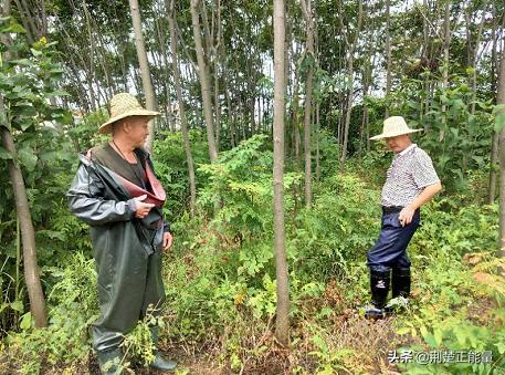 湖北武穴花桥镇：让党旗在丰收大港高高飘扬
