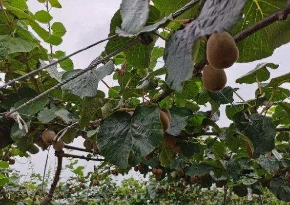 楊凌農(nóng)科，見證小康足跡——2020走出楊凌看示范活動圓滿收官
