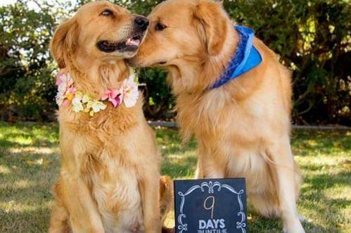 狗的发情期一般会持续多少天？