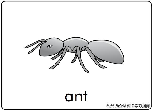 图片[3]-幼儿启蒙英语单词闪卡 － 字母Aa的15个相关单词-笑傲英语网