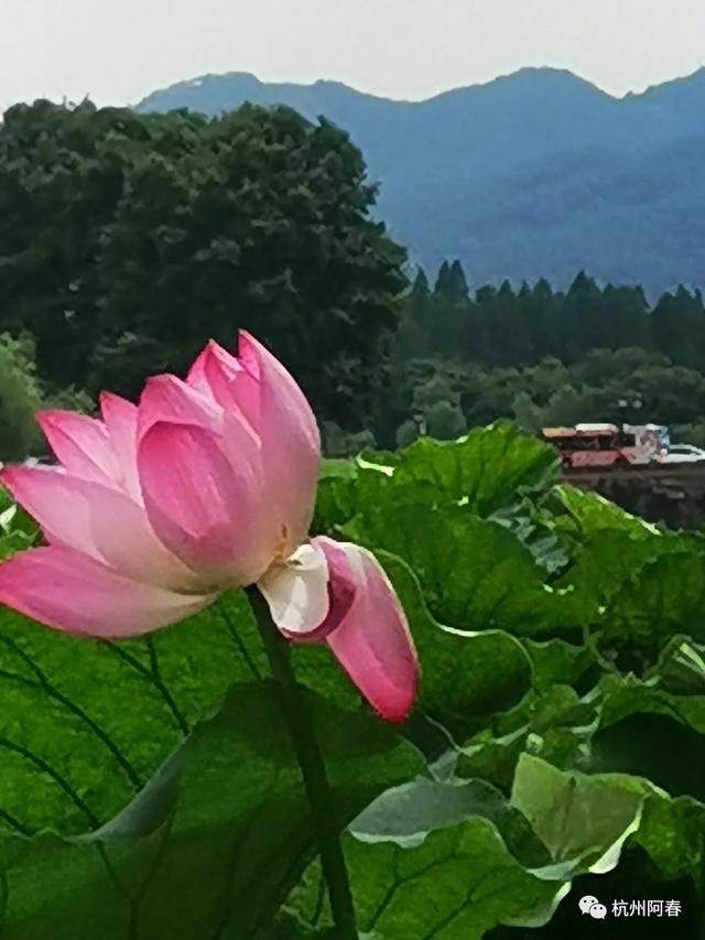 手機(jī)拍花 之 再拍西湖荷花