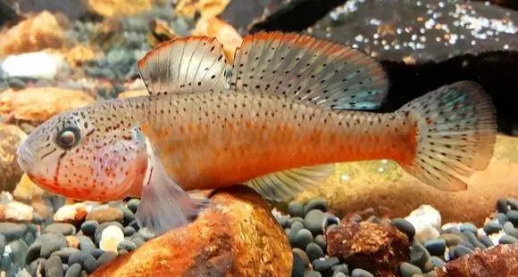 绚丽多彩的美丽本土小鱼：中国原生鱼简介和发展探讨
