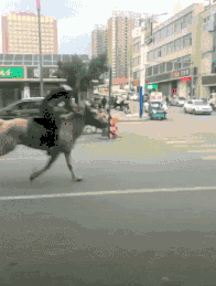 爆笑动图GIF：小伙子，说了马路上禁止骑马，摔得不轻呀