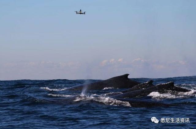 来了！4万多头座头鲸浩浩荡荡逼近悉尼港！气势