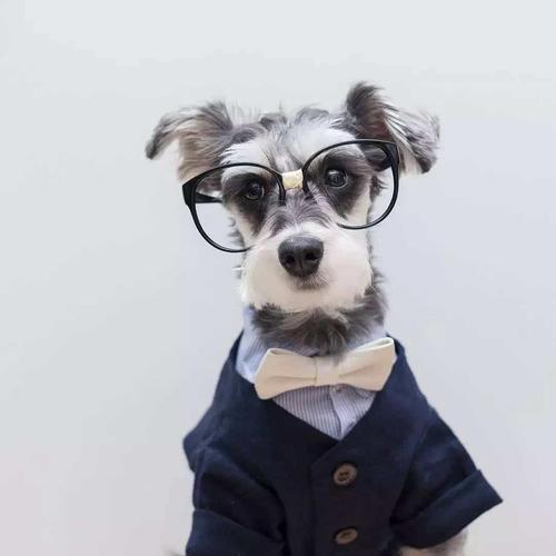 为什么说养狗最好不要选雪纳瑞?