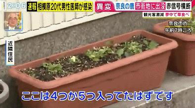 新冠病毒肆虐全球 印度惊现泡牛屎疗法 网友惊叹