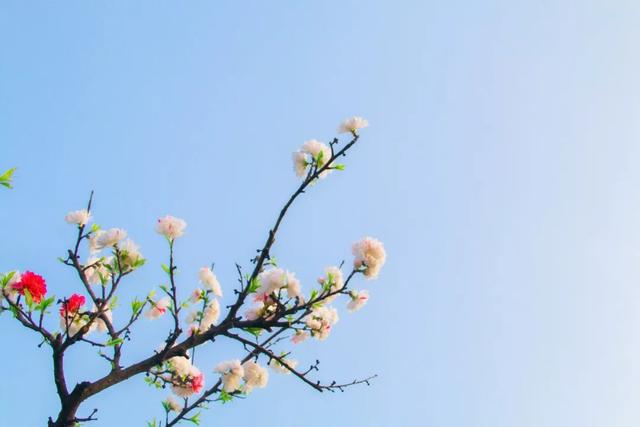 春风得意马蹄疾，一日看尽长安花