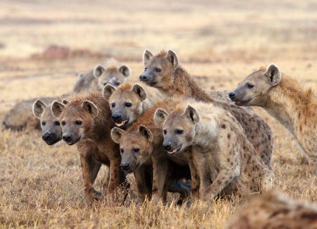 非洲的顶级捕食者，敢和狮子抢食，鬣狗有多可怕？