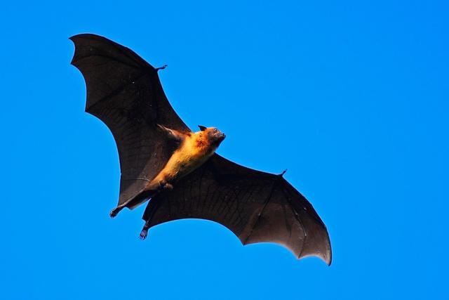 为什么蝙蝠感染冠状病毒后不会生病？