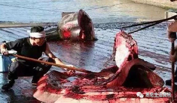 来了！4万多头座头鲸浩浩荡荡逼近悉尼港！气势