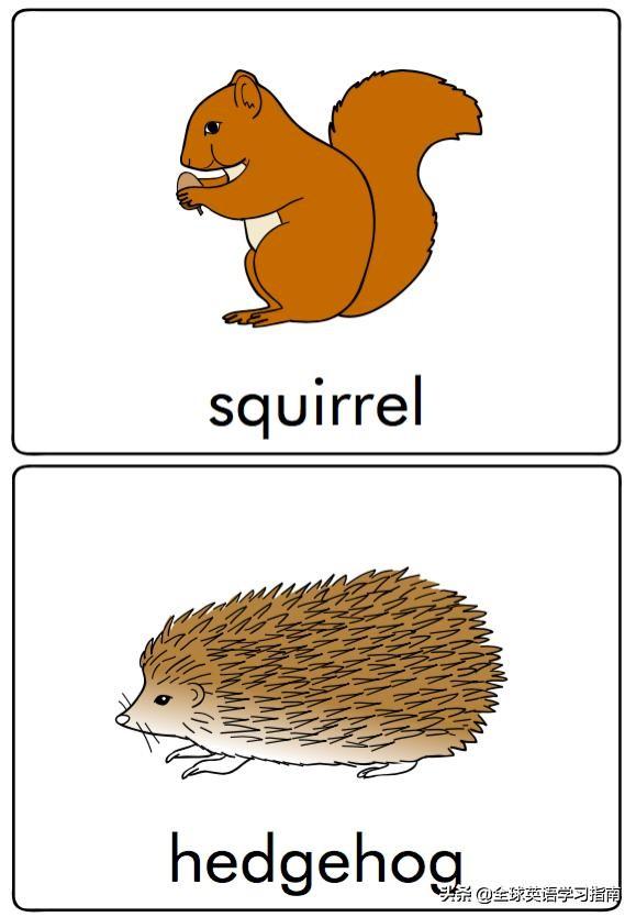 图片[19]-113张图让你记住所有动物类英语单词，分类汇总，建议收藏起来-笑傲英语网
