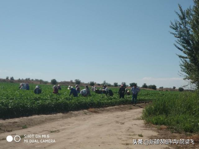 2020年北疆棉花打顶期水肥管理的几点建议