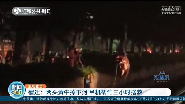 2头黄牛落水，加起来一千多斤重 吊车忙活3小时才救上岸
