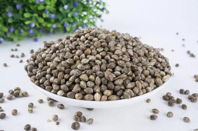 巴马地区的人常年食用这种油，百岁老人到处都是