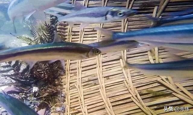 此鱼我国独有，至今无法人工养殖，2千元一斤，