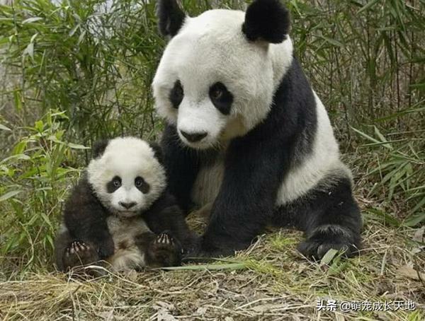 为什么大熊猫完全没有天敌，却仅剩两千多只？专家：自己作的