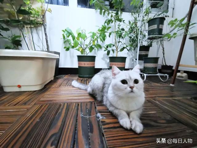 豆苗、番茄、迷迭香，在阳台，你可以种出一百种好滋味