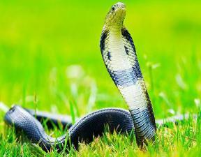 我国特有的一种蛇—中华眼镜蛇，可提取抗毒血清