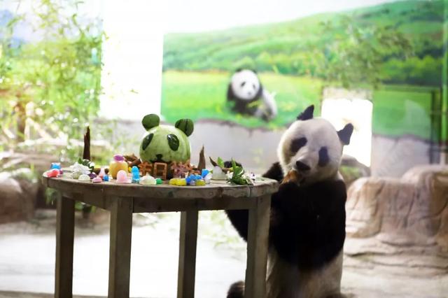 临沂动植物园为大熊猫融融和银柯举办生日会