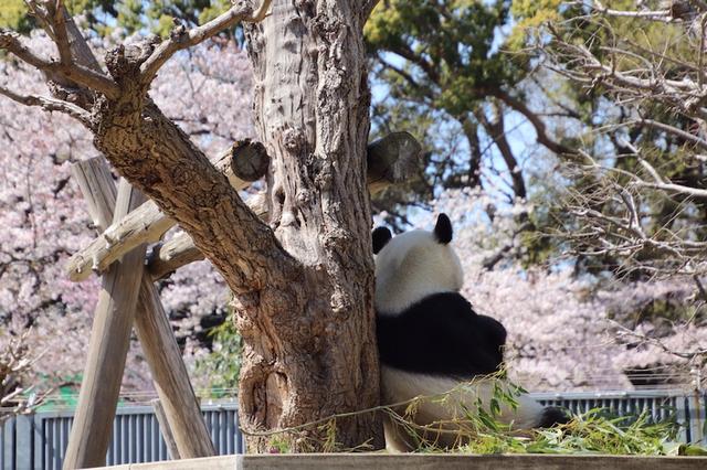 旅日20年熊猫即将回国，日本民众不舍：中国再给两只行不？