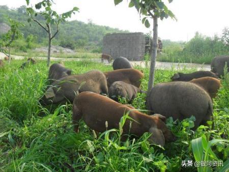 美国进口的猪肉和中国本土猪肉有什么区别？