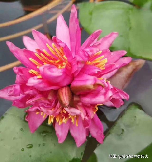 欢天喜地——腐植酸是协调土肥关系的不二选择