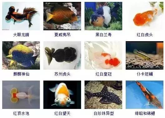 359種常見(jiàn)觀賞魚(yú)圖譜，收好不謝