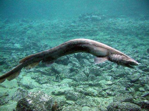 称为“活化石”的皱鳃鲨，该物种已在地球上存活了8000万年