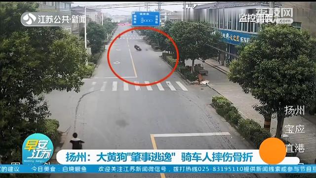 大黄狗撞上电动车&ldquo;肇事逃逸&rdquo;，民警反复看监控找到狗主人