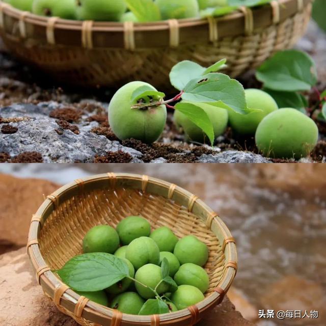 豆苗、番茄、迷迭香，在阳台，你可以种出一百种好滋味