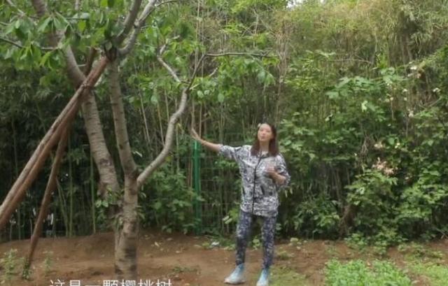 周海媚独居北京，坐拥超大菜园，直言不需要找