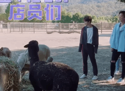 『翻车』综艺爆笑翻车大赏原来真的可以笑到肚子痛